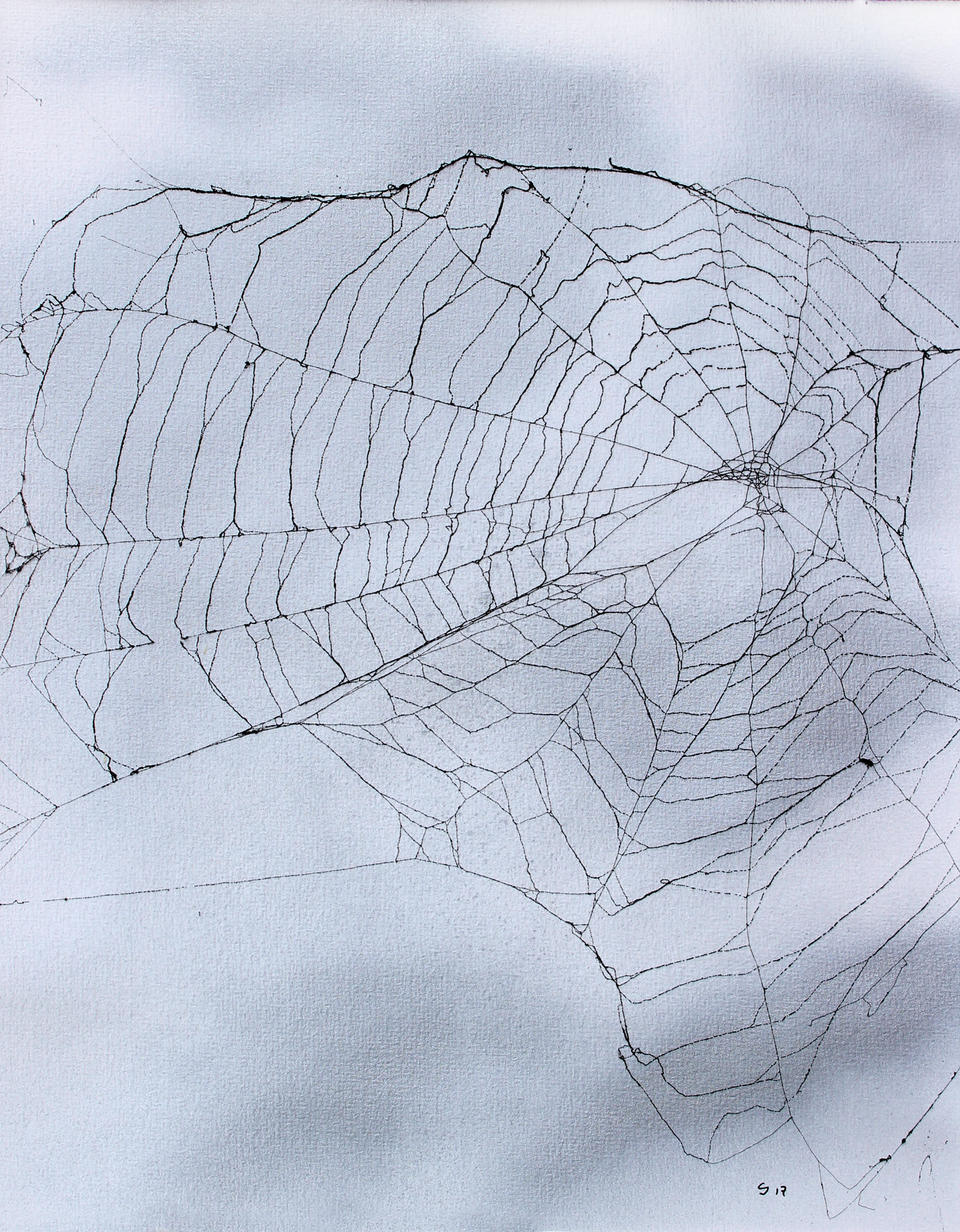 echtes Spinnennetz